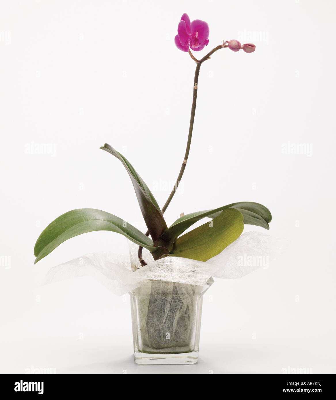 potted orchid.house plant Stock Photo Alamy