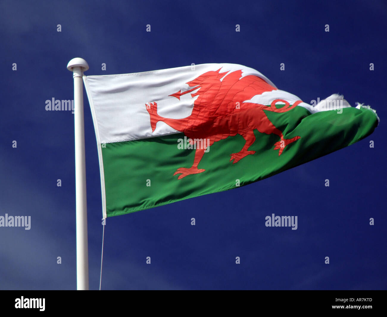 Welsh flag. Stock Photo