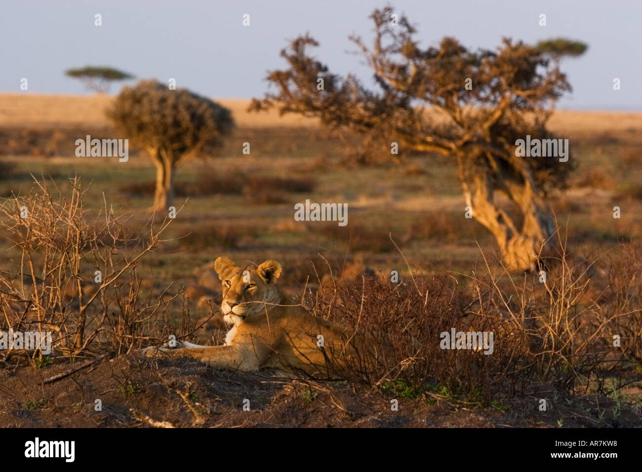 Landscape of lioness enjoying the early morning sun before returning to her den Stock Photo