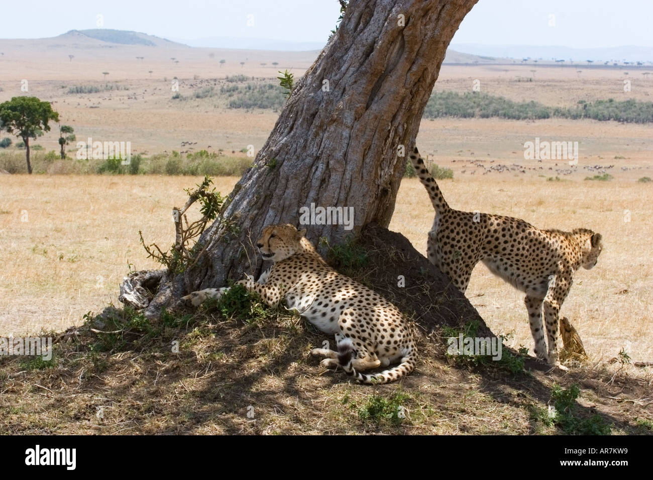 Landscape in the Maasai Mara, Kenya, with two cheetahs.  The male is scent marking Stock Photo