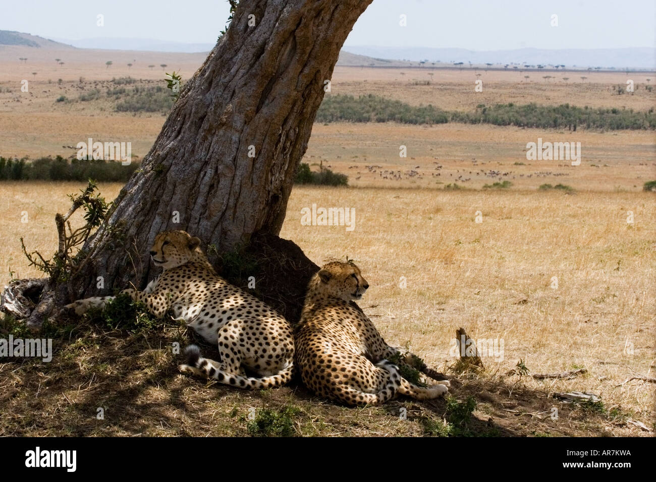 Landscape in the Maasai Mara, Kenya, with two cheetahs resting in the shade of an acacia tree in the heat of the day Stock Photo