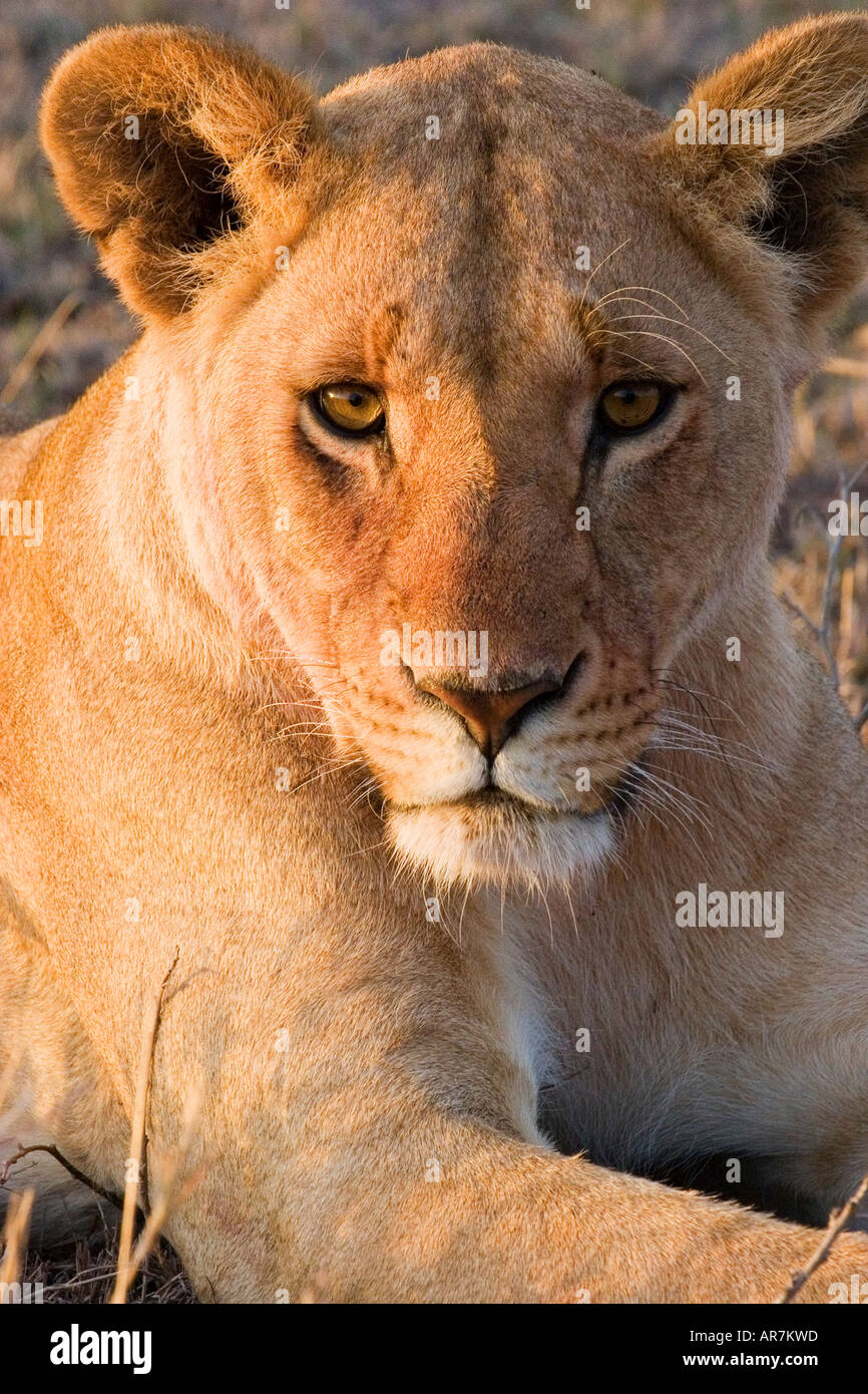 Portrait of a lioness staring back Stock Photo