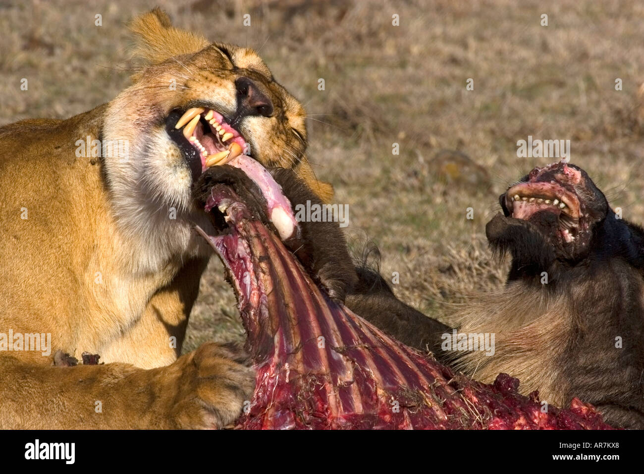 Lioness feeding on wildebeast on the Masai Mara, Kenya, East Africa Stock Photo