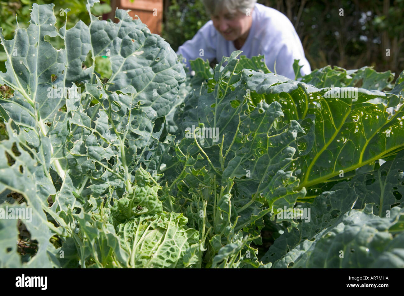 Pest damage on cabbage Stock Photo Alamy