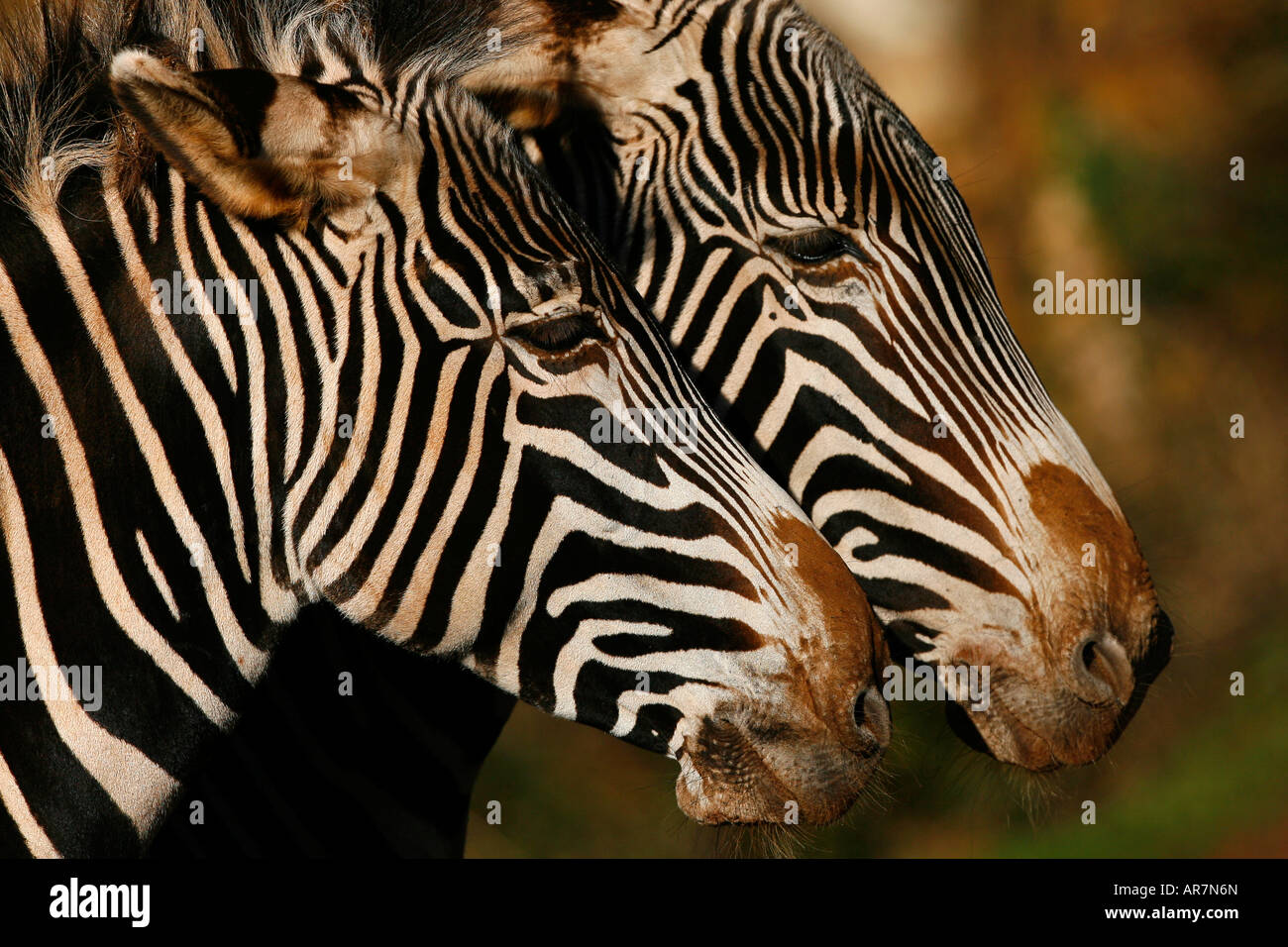 Two zebras also known as Equus zebra zebra are pictured in the Cabarceno nature reserve, northern Spain Stock Photo