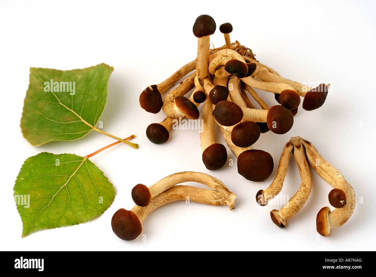 Black poplar mushroom Agrocybe aegerita Stock Photo Alamy