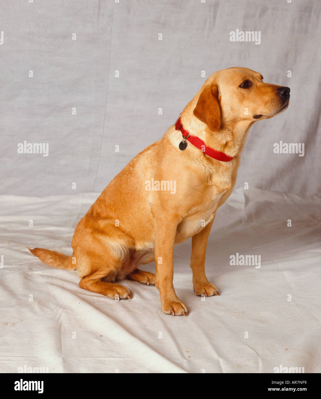 red golden labrador