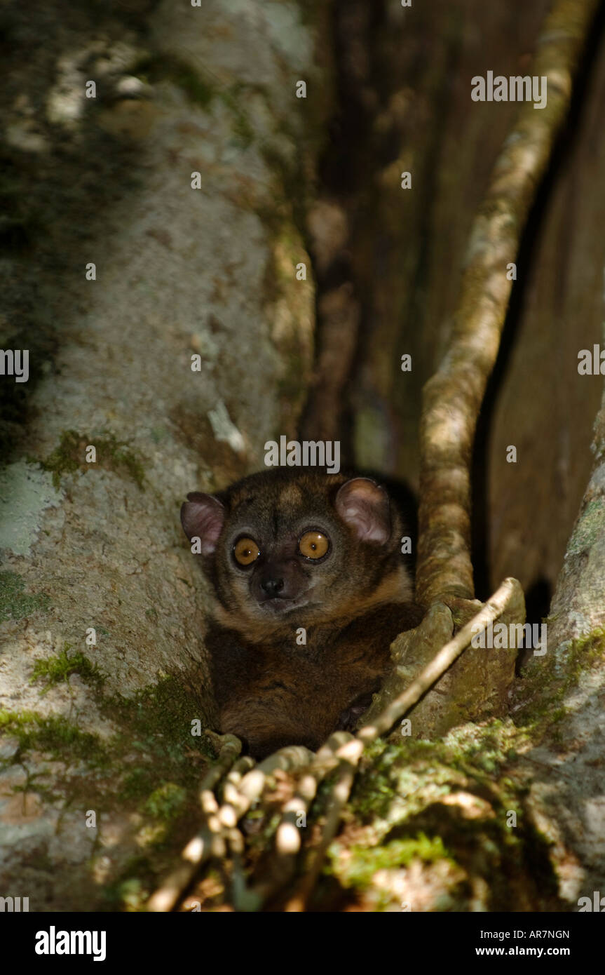 Small-toothed sportive lemur, Lepilemur microdon, in a tree hole, Ranomafana National Park, Madagascar Stock Photo