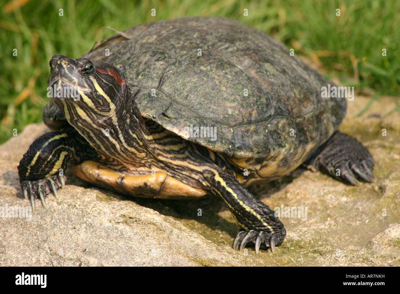 terrapin turtle on rock looking up back shell Stock Photo Alamy
