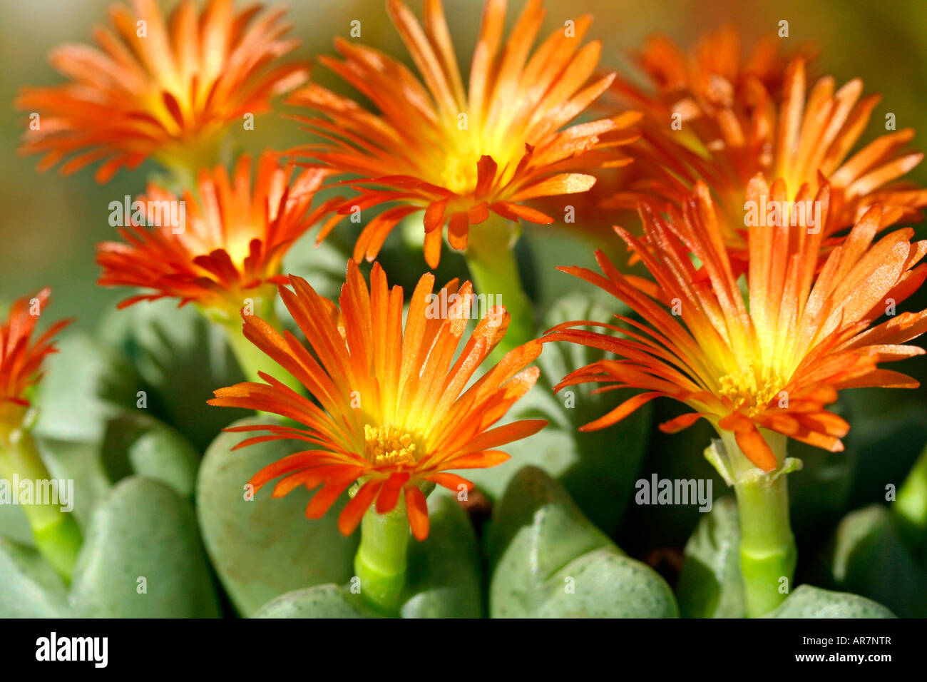 Stone plants Conophytum cupreatum Stock Photo Alamy