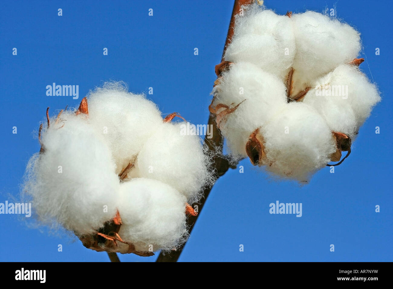 Cotton Gossypium sp. Stock Photo