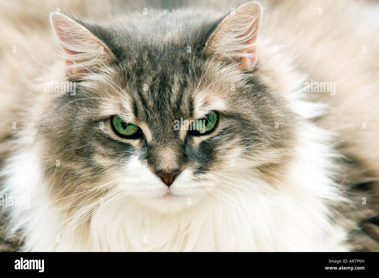 Miss Nibs looking sternly at camera Stock Photo Alamy
