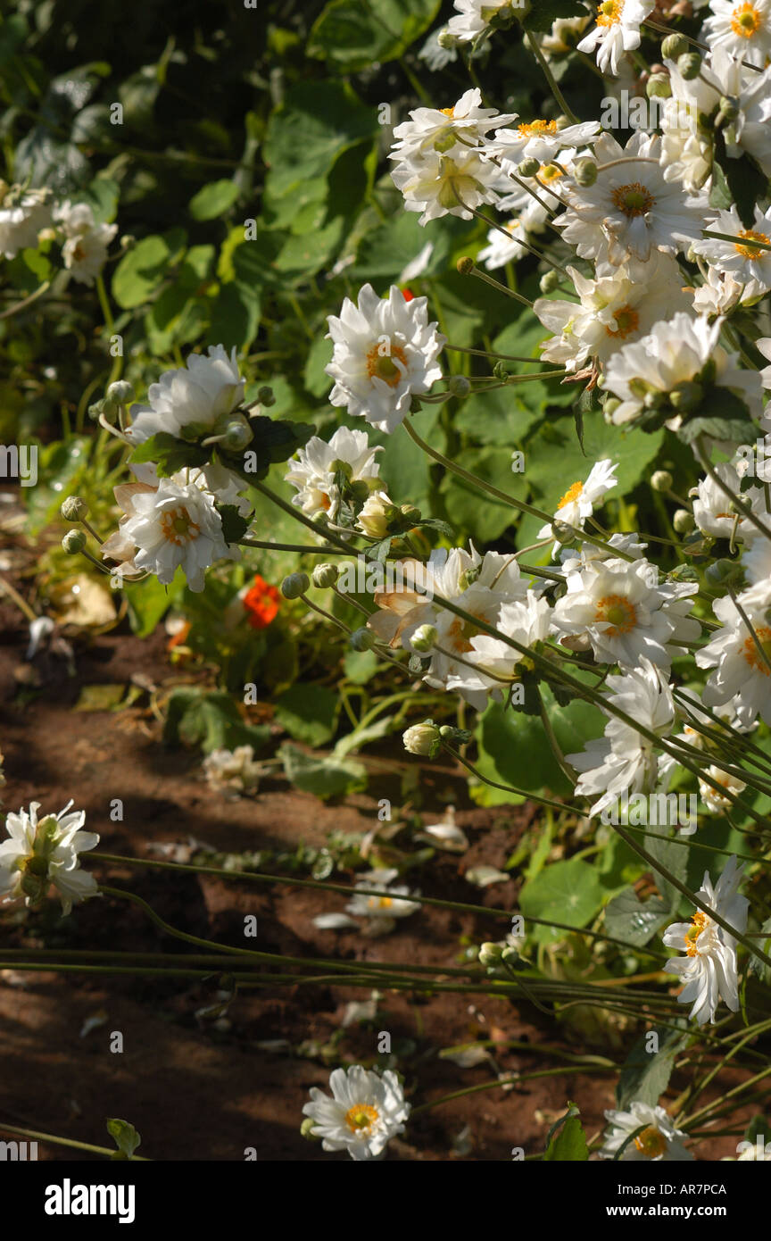 Wildflowers flowers spring hi-res stock photography and images - Alamy