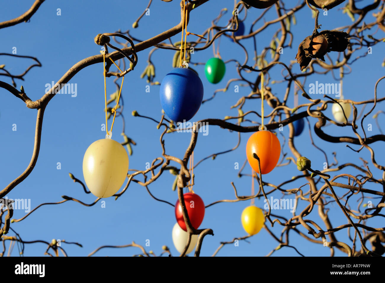 colored eggs in a tree as Easter decoration, bunte Eier im Baum als Osterschmuck Stock Photo