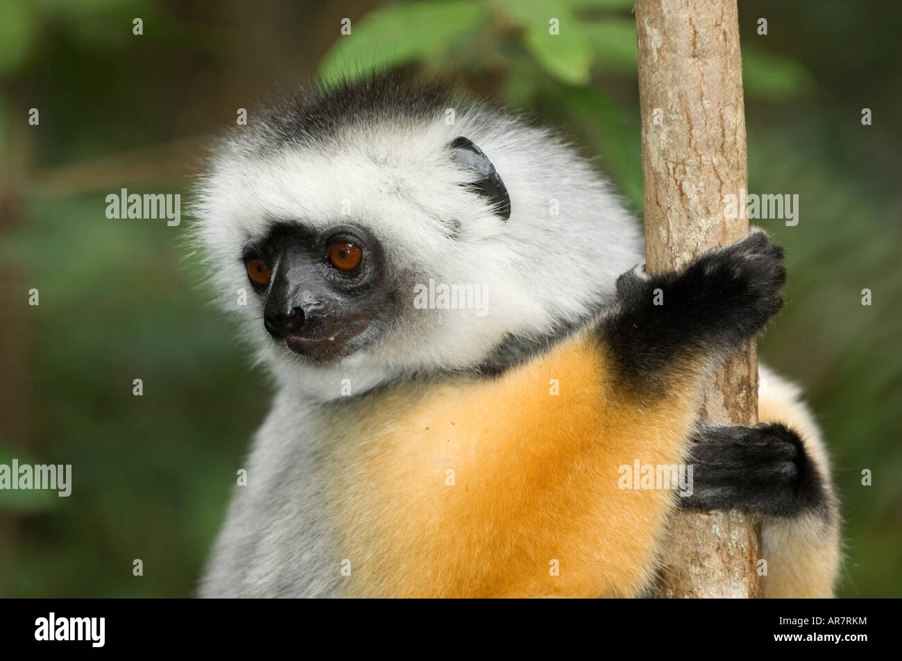 Diademed sifaka, Propithecus diadema, Vakona Forest Reserve, Andasibe Mantadia National Park, Madagascar Stock Photo