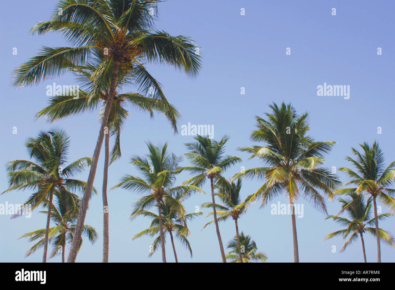 Towering Tropical Palm Trees under a Clear Blue Sky Stock Photo - Alamy