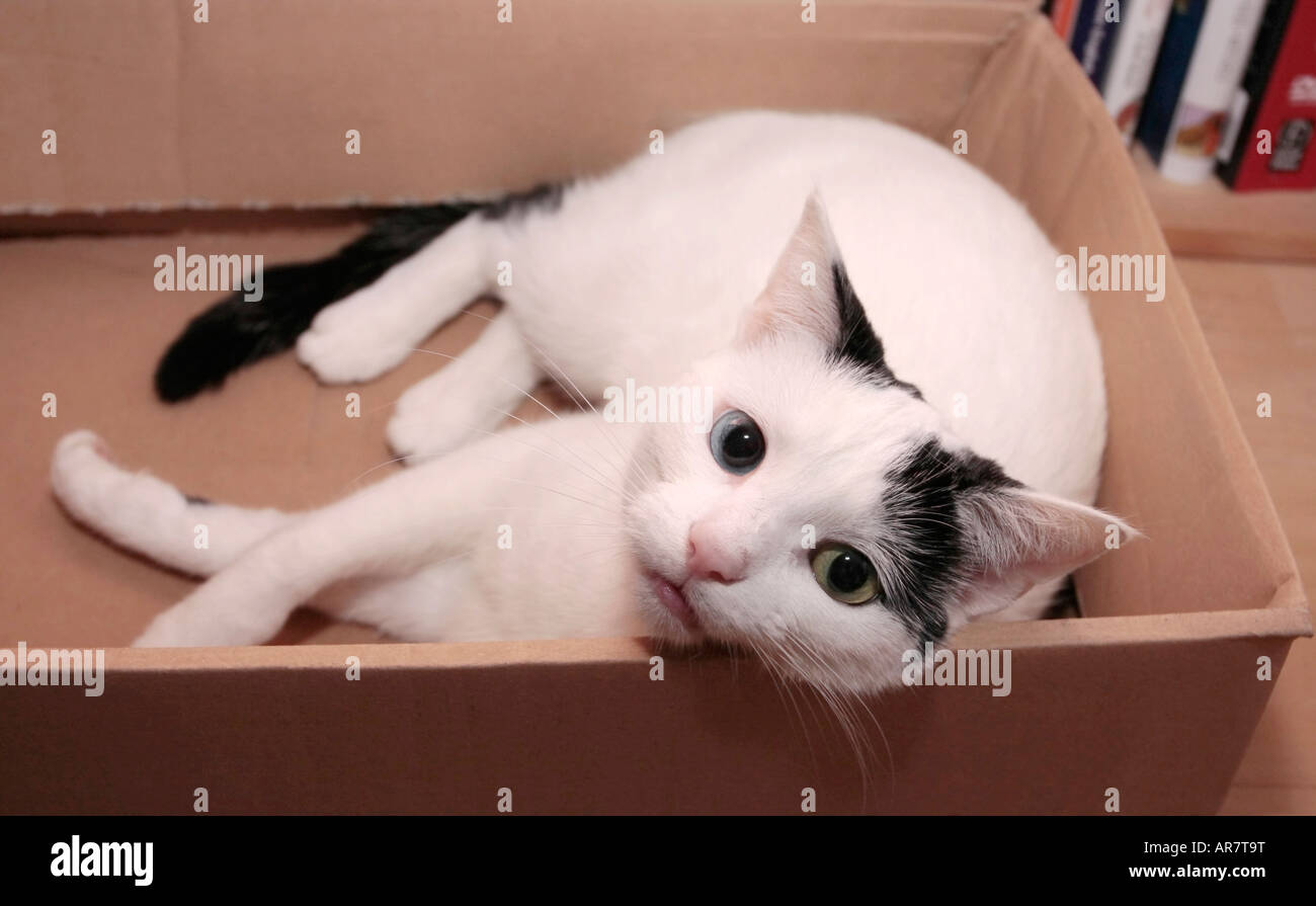 Young female odd-eyed black and white domestic cat (Felis catus) looking at the camera while playing in a cardboard box Stock Photo