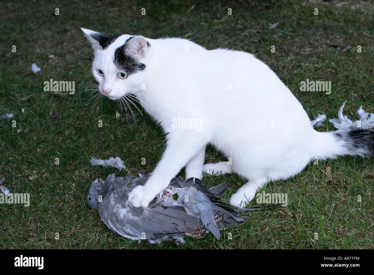 Young black and white cat with a pigeon she's just killed Stock Photo