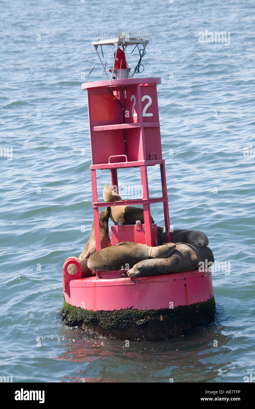 A group of sleepy sea lions relax in the sun on a red buoy. Stock Photo