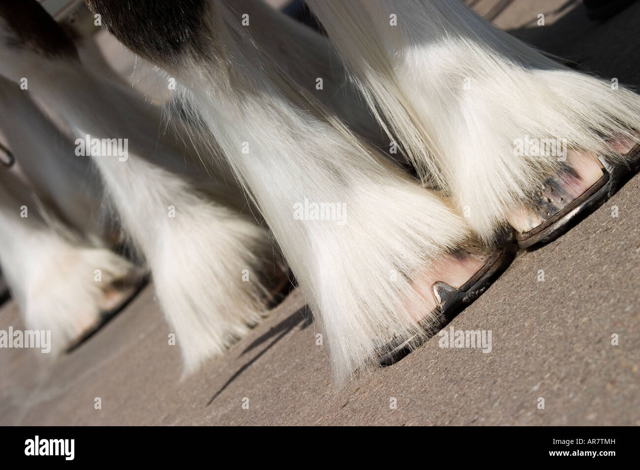 A close-up image of the large hooves of the Clydesdale draft horse ...