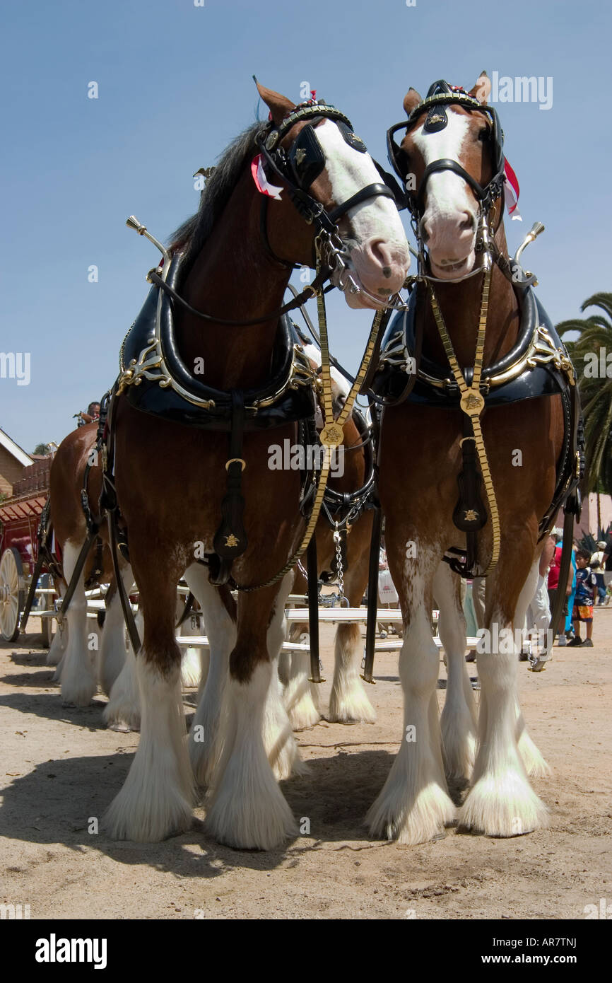 Clydesdale horse in harness hires stock photography and images Alamy