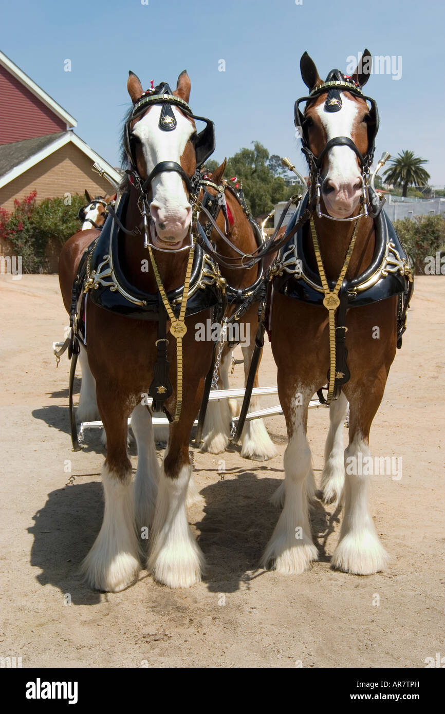 Clydesdale horse in harness hires stock photography and images Alamy