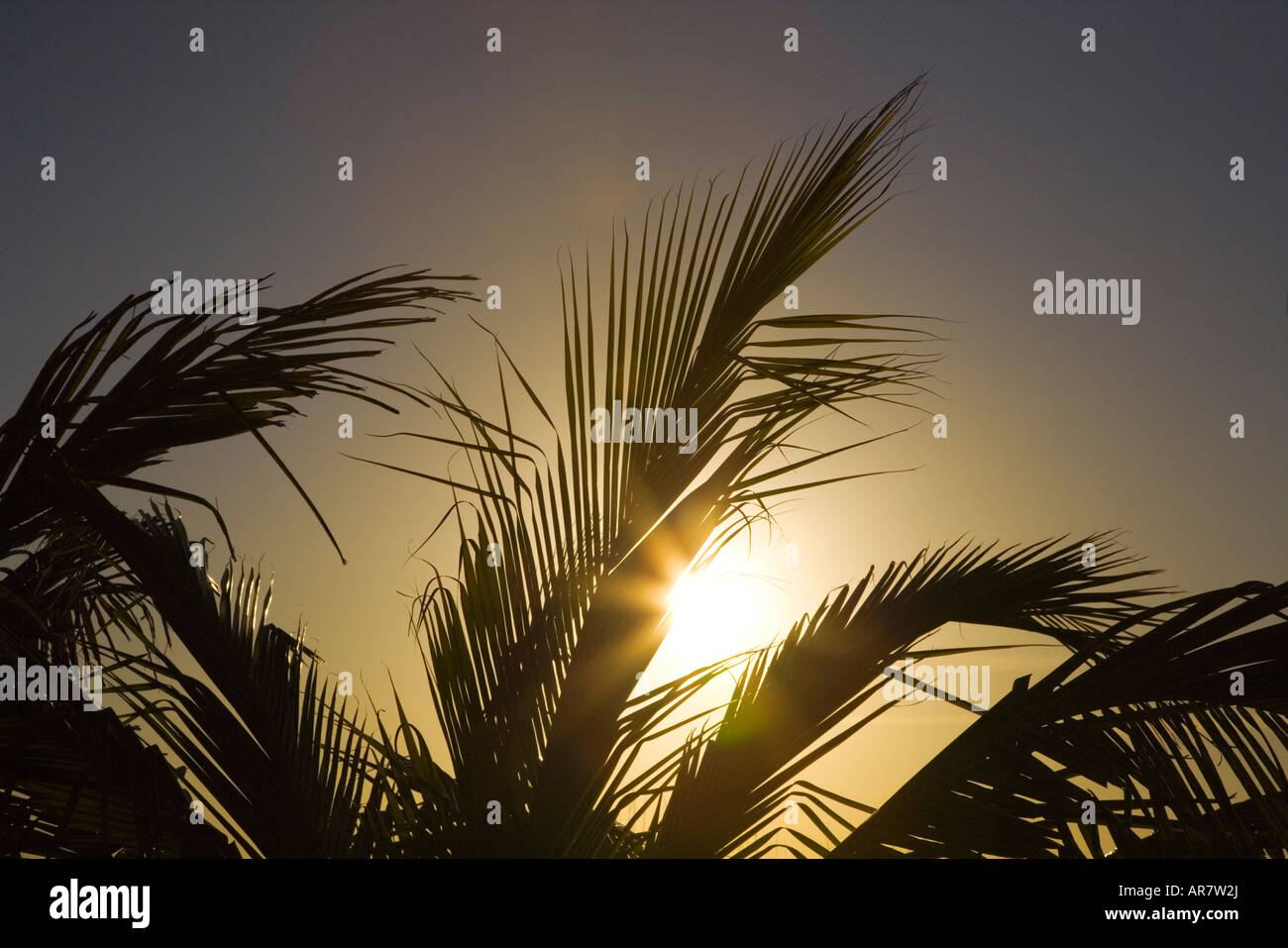 Sun though palm trees on the Gulf Coast of Southwestern Florida Stock Photo