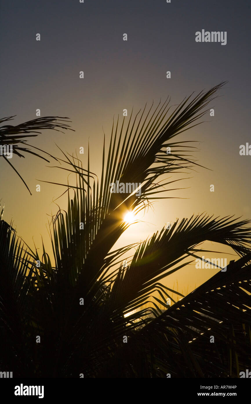 Sun though palm trees on the Gulf Coast of Southwestern Florida Stock Photo