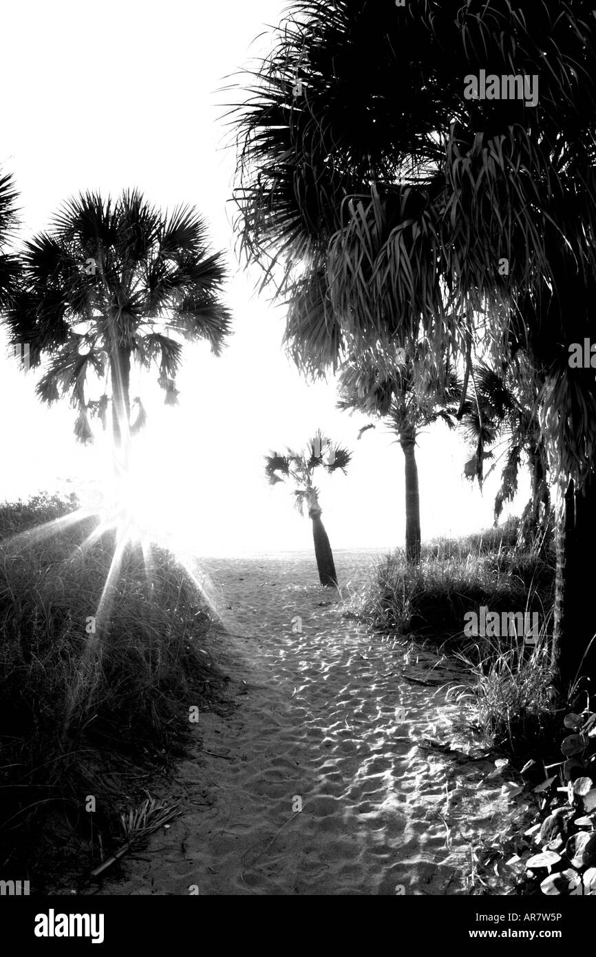 Black and white of path to beach with sun though palm trees on the Gulf Coast of Southwestern Florida Stock Photo