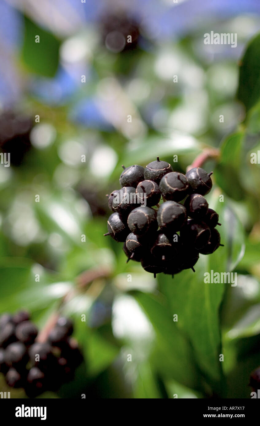 English Ivy Fruits (Araliaceae Hedera helix) Stock Photo