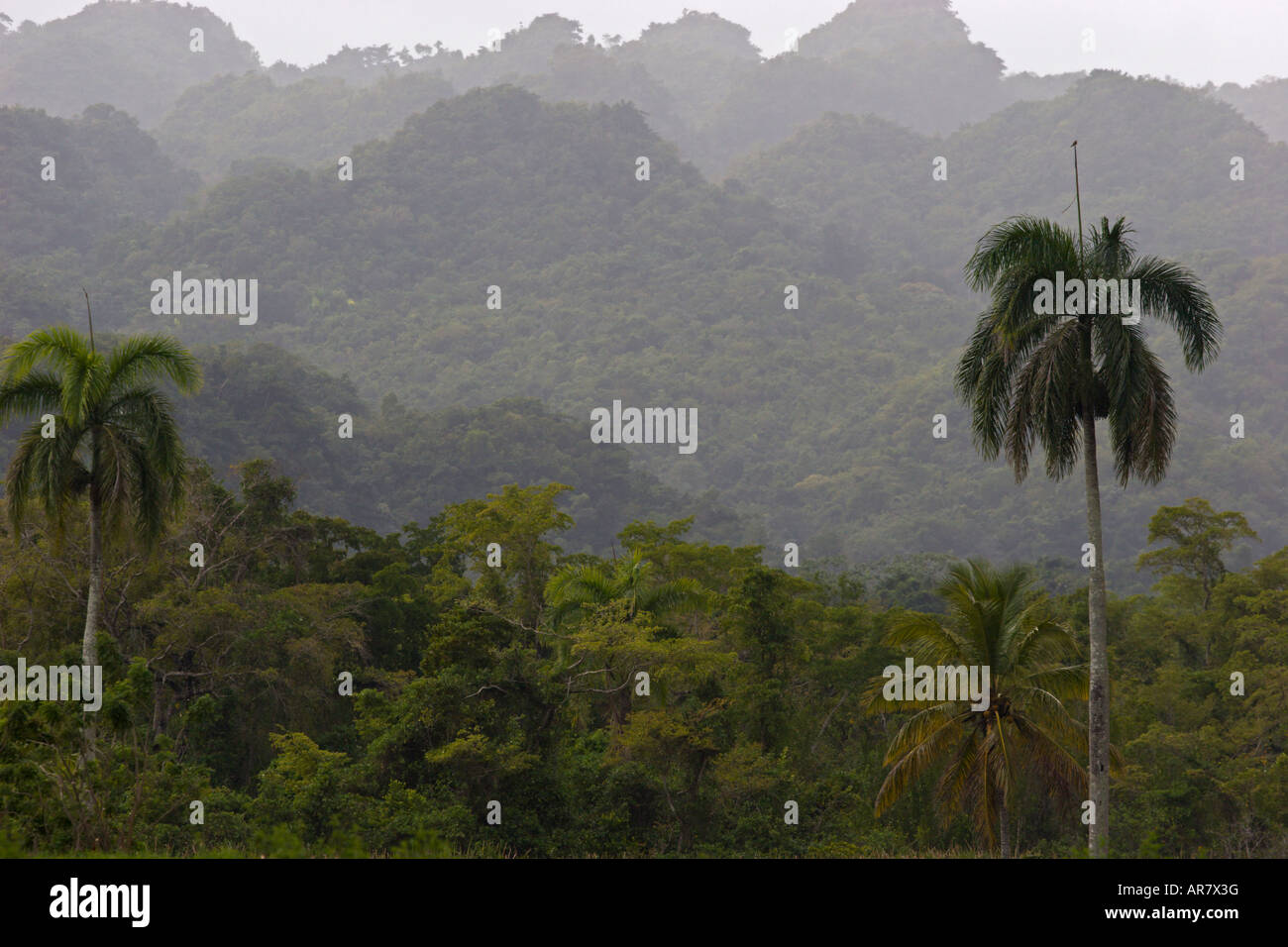jungle Dominican Republic Stock Photo Alamy