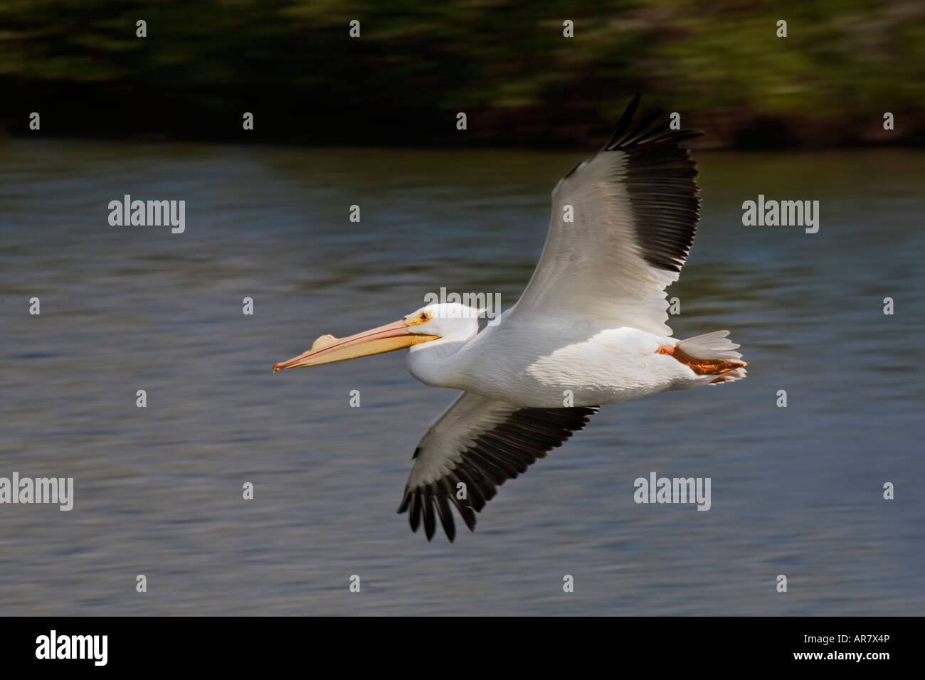 American White Pelican Pelecannus erythrorhynchos flying over Placida Florida Stock Photo