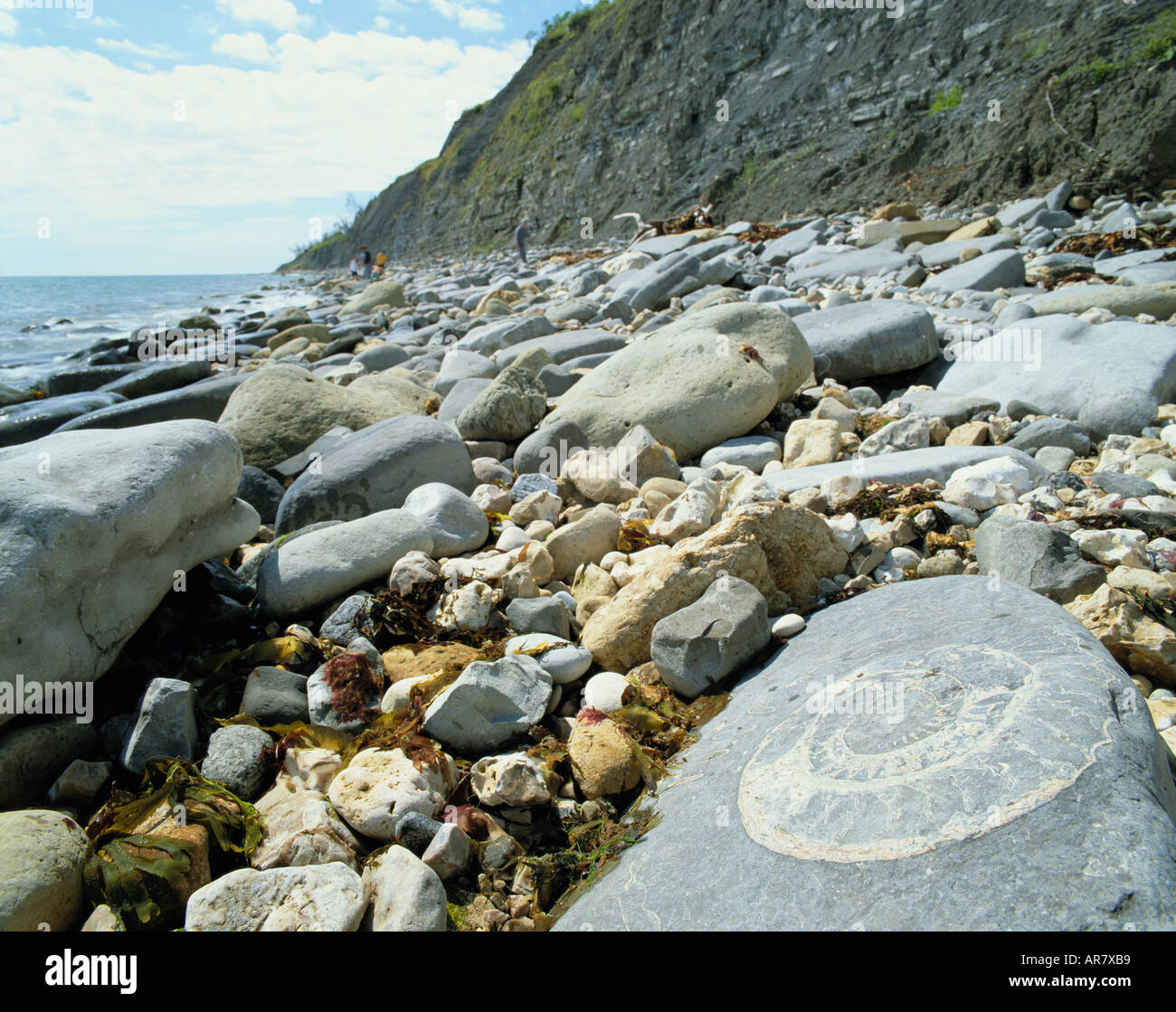 GB DORSET JURASSIC COAST LYME REGIS FOSSIL UNDERCLIFF Stock Photo