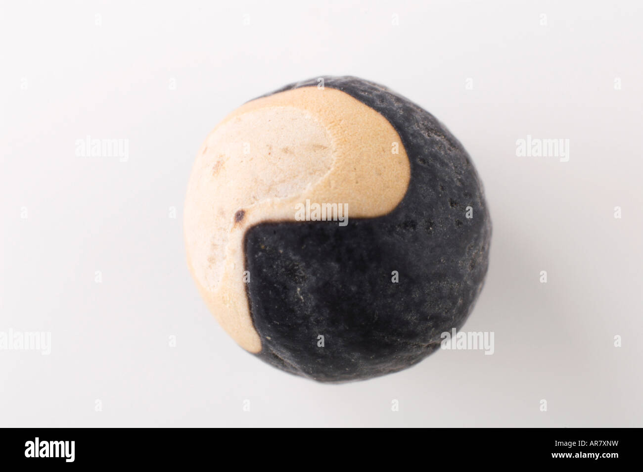 Halicacabum High Resolution Stock Photography And Images Alamy