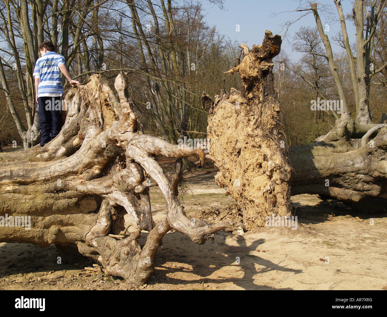 ancient trees dead common land epping forest Stock Photo