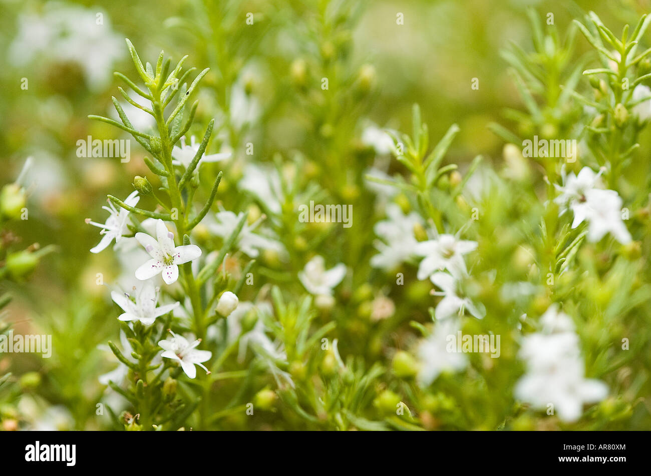 Myoporum parvifolium Stock Photo