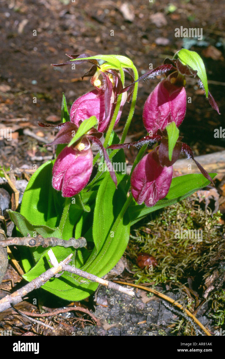 Four [Lady's Slipper] orchids Stock Photo