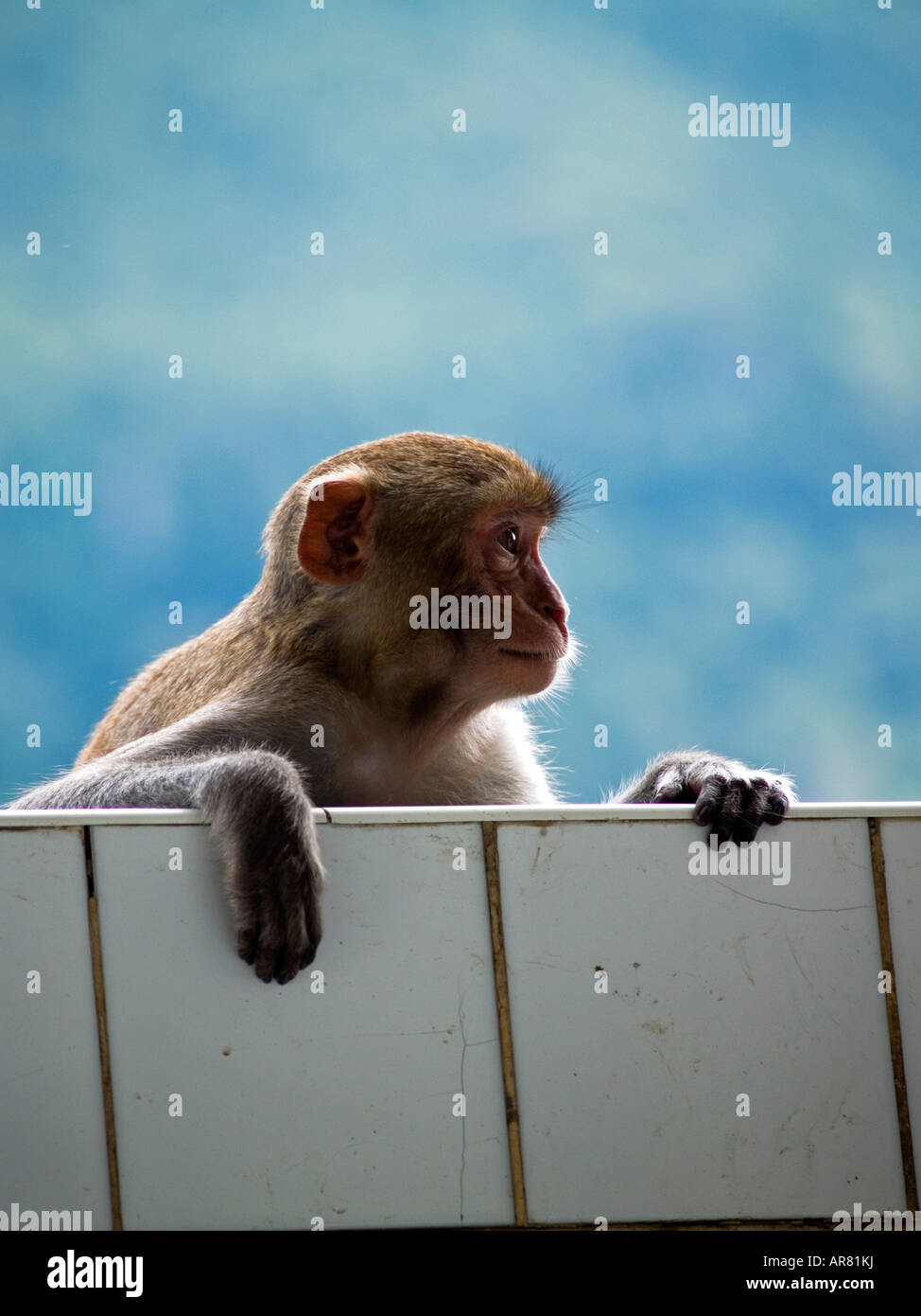 peek a boo monkey peering at the Mount Popa temple in Myanmar Stock Photo