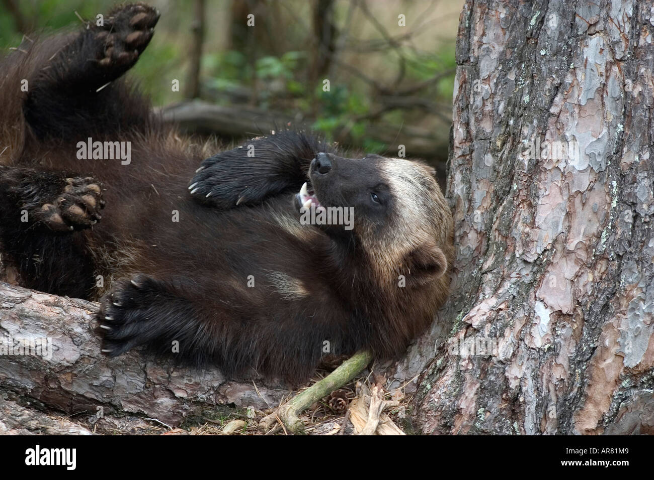 Page 2 Wolverine Comic High Resolution Stock Photography And Images Alamy