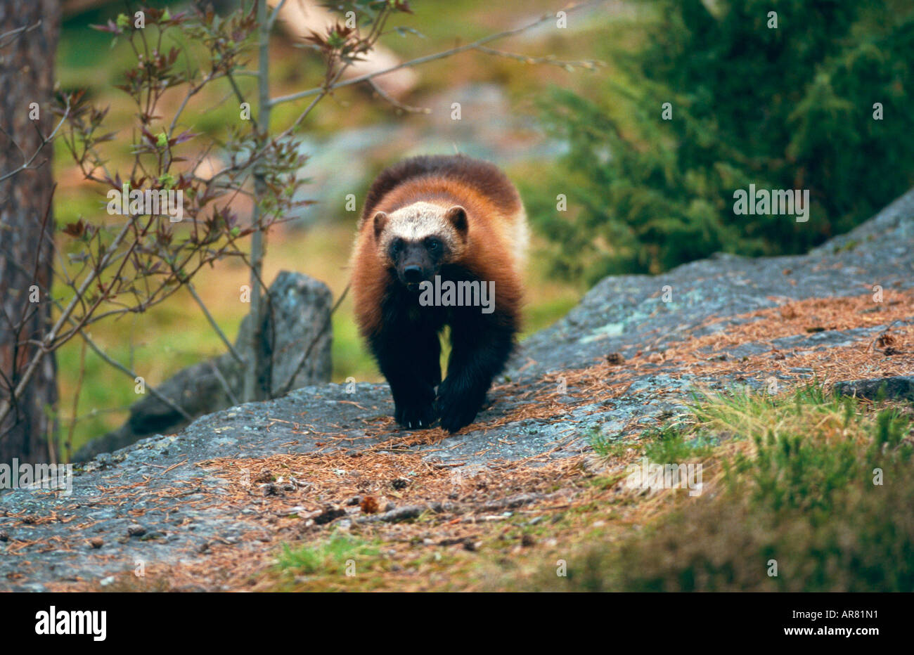 The Wolverine High Resolution Stock Photography And Images Alamy