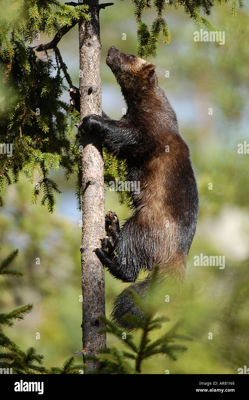 The Wolverine High Resolution Stock Photography And Images Alamy