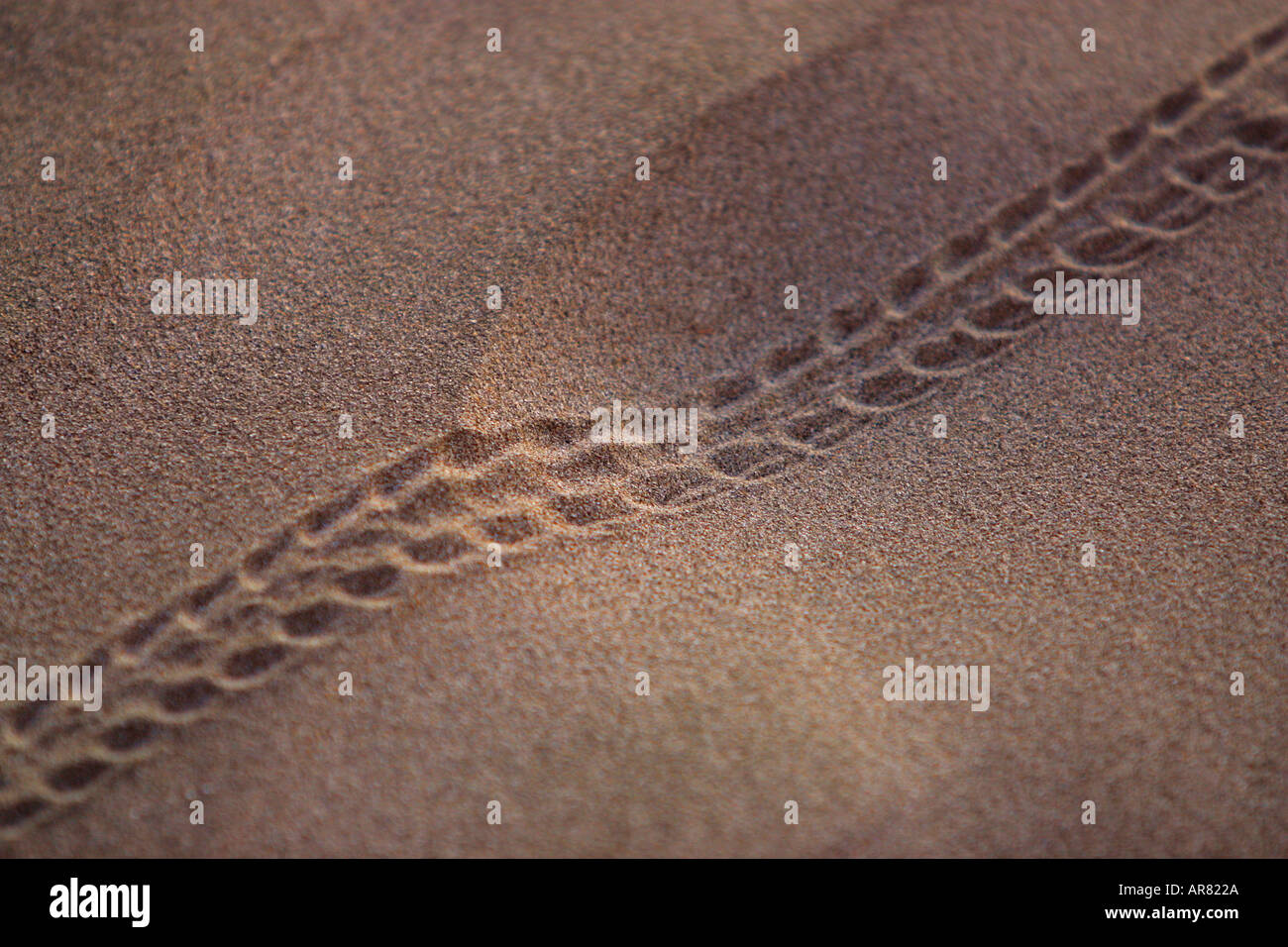 Tracks left in sand by hermit crab Stock Photo