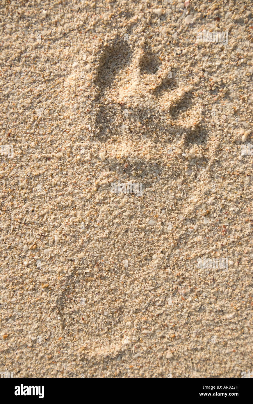 A footprint in the sand Stock Photo Alamy