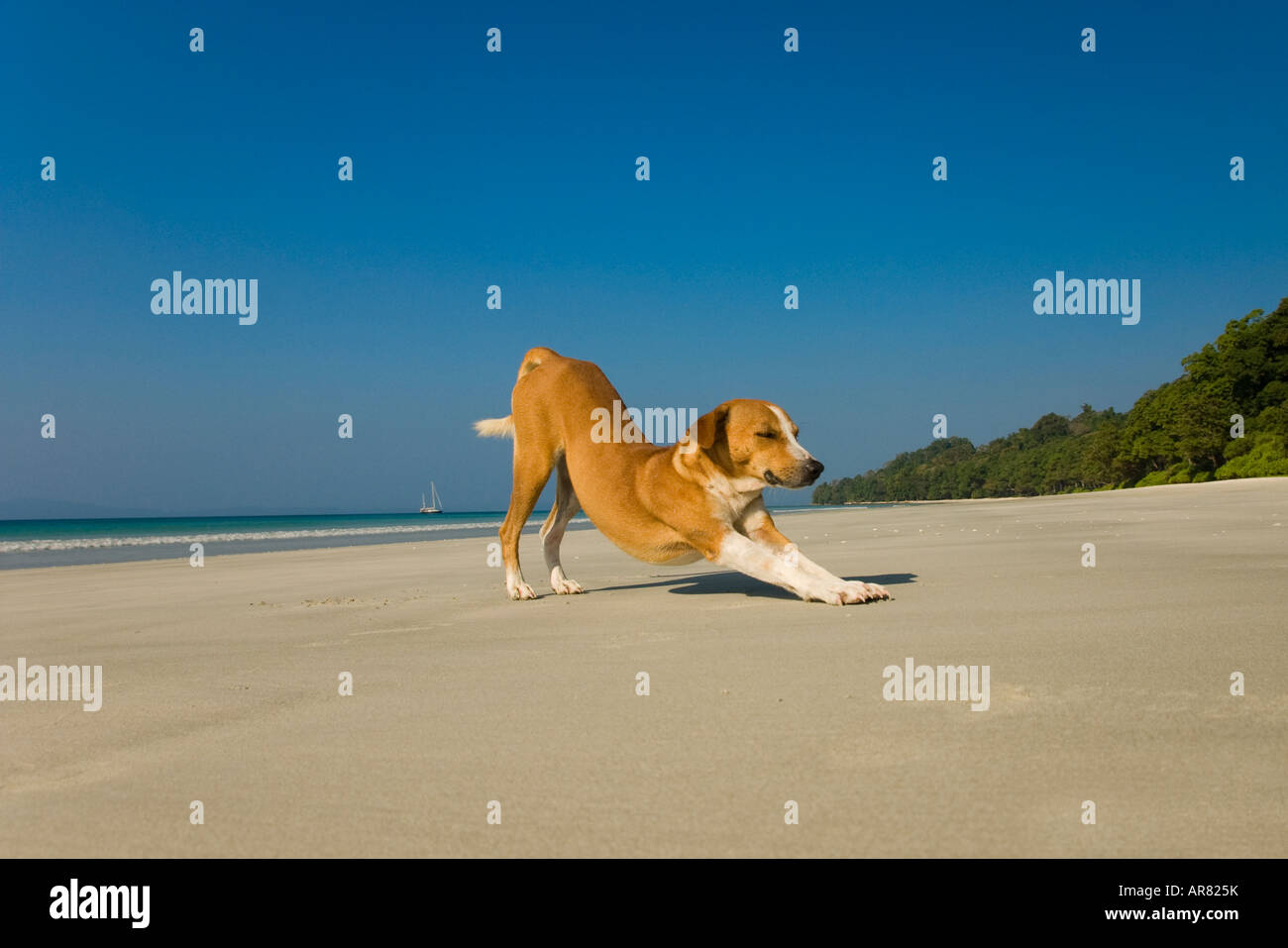 A dog stretching on a beach Stock Photo