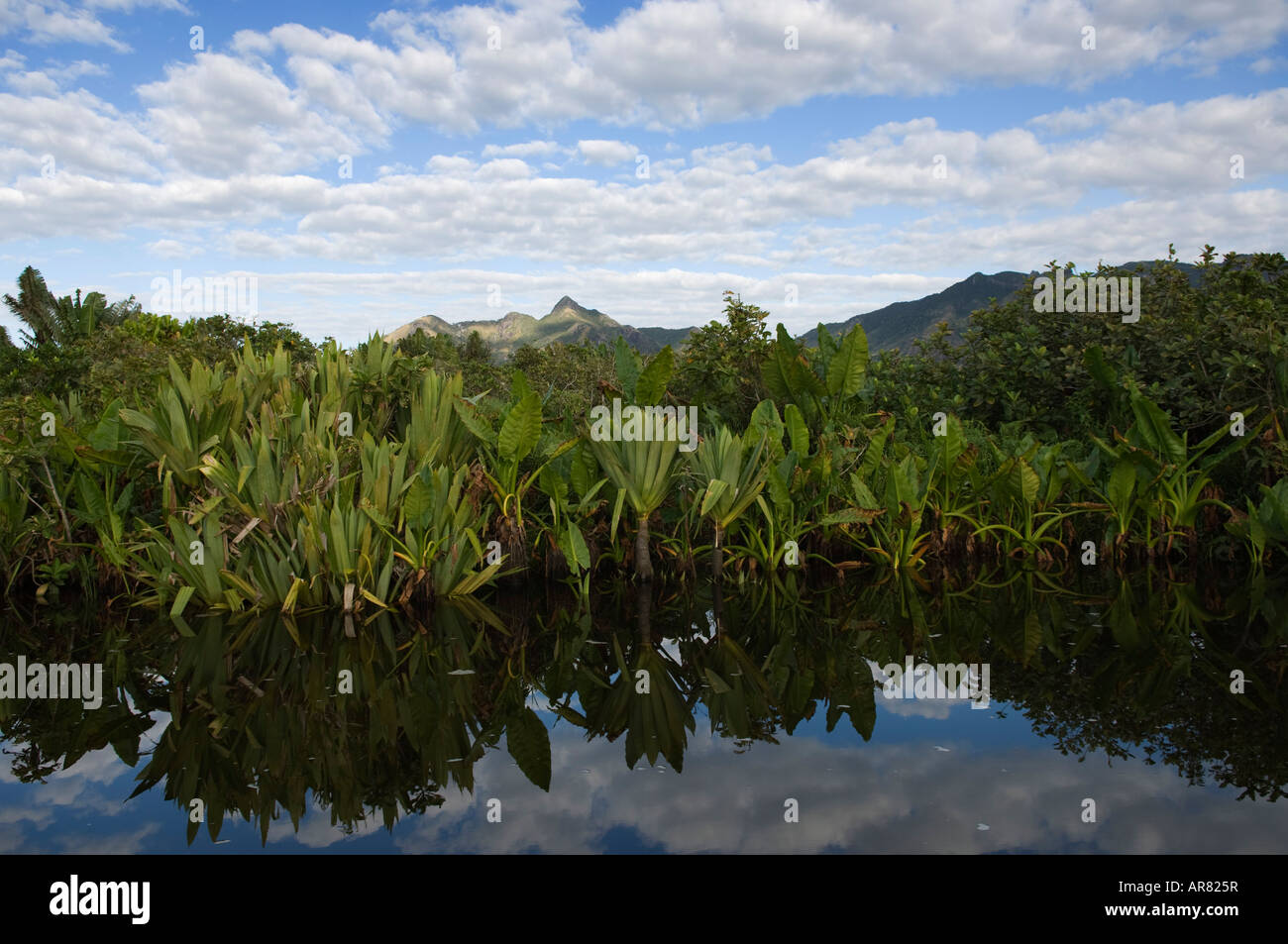 river scenery with Elephant ear plants near Taolagnaro, Fort Dauphin, Madagascar Stock Photo
