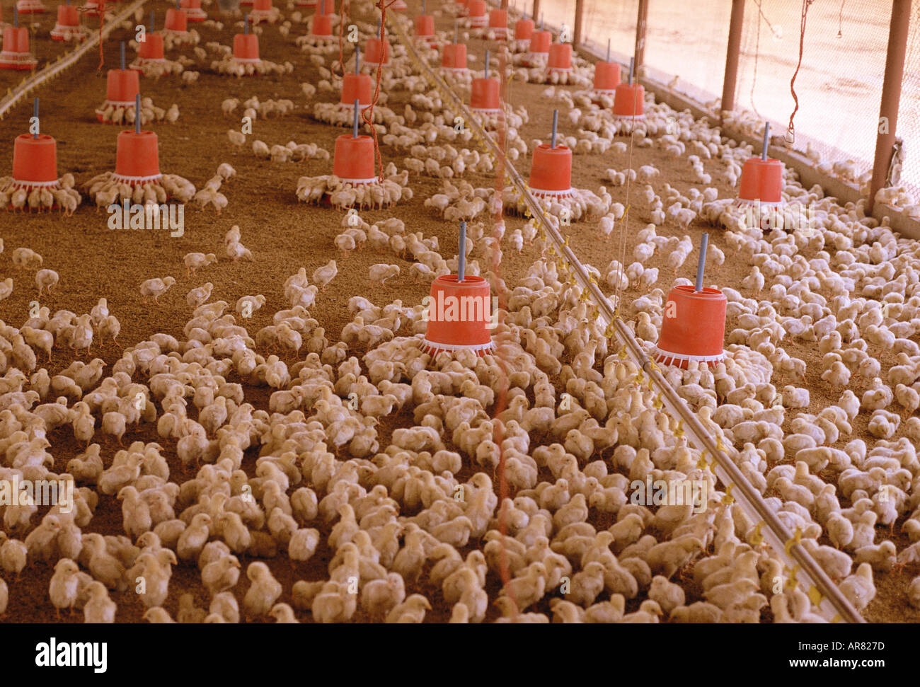 Indian chicken chicks hires stock photography and images Alamy