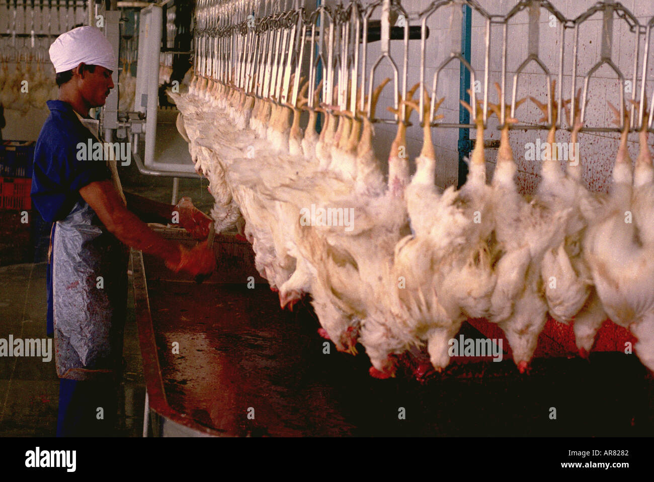 Full grown chicken being slaughter at hatchery in West Bengal India