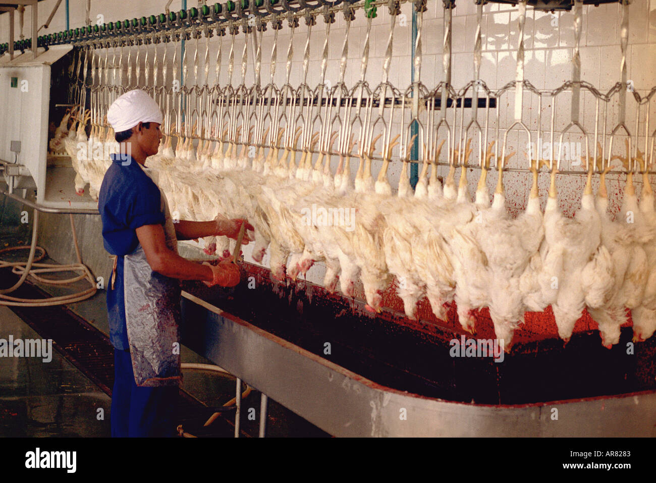 Chicken slaughter hatchery hires stock photography and images Alamy