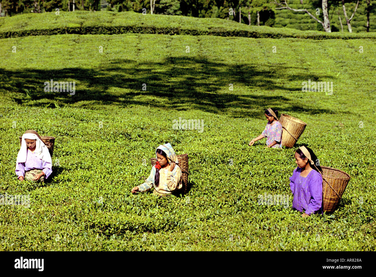 Tea garden in Darjeeling West Bengal India Stock Photo Alamy