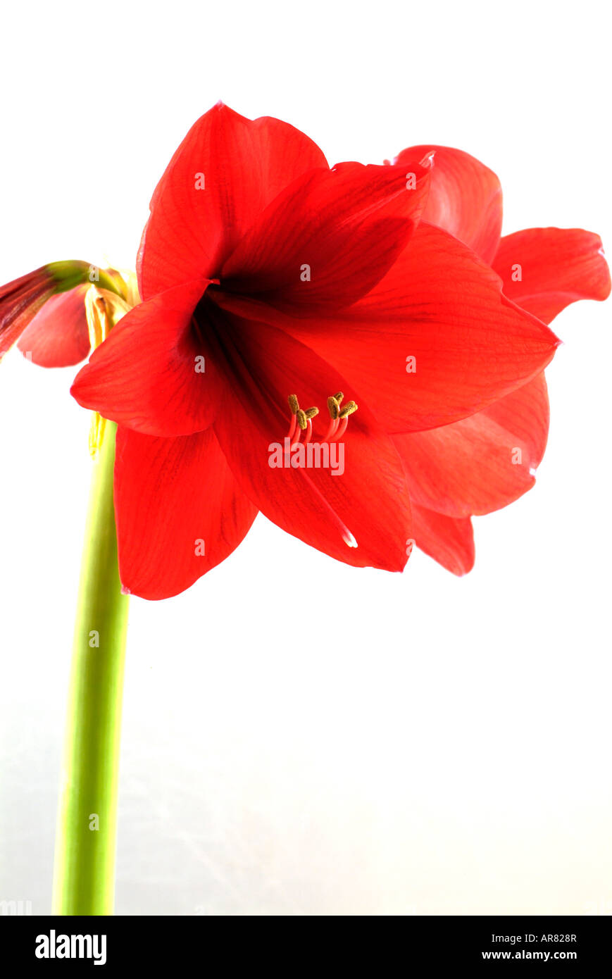 Cutout of red amaryllis or hippeastrum flowers against a white background Stock Photo